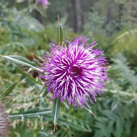 Vikendica Kod Gruja *